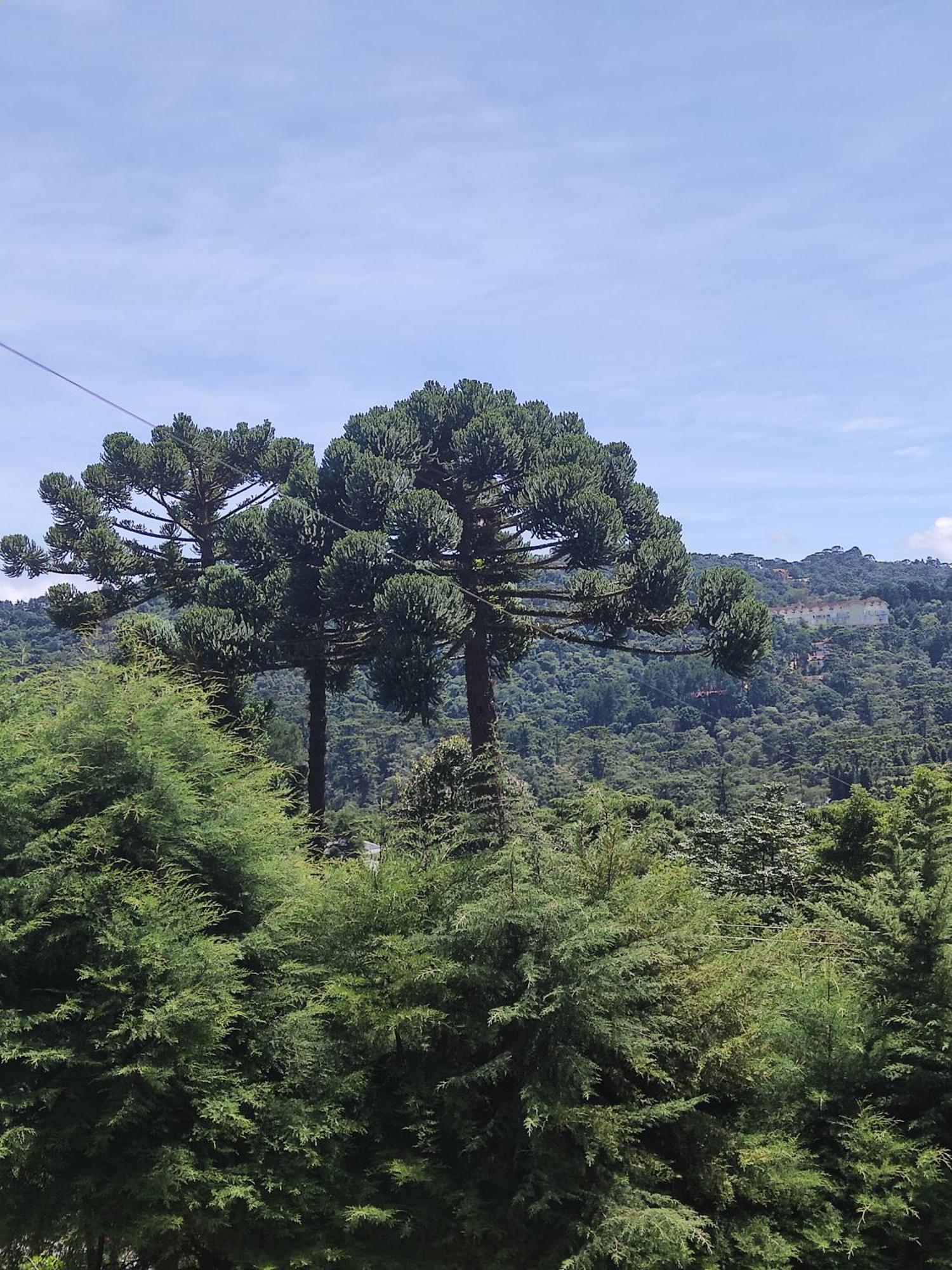 Chale Alecrin, Lancamento Em Conforto E Estilo! Campos do Jordao